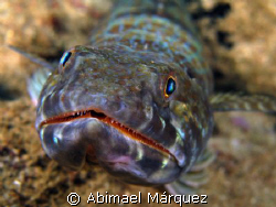 Sandiver, Sugar Pier, Aguadilla, P.R. by Abimael Márquez 